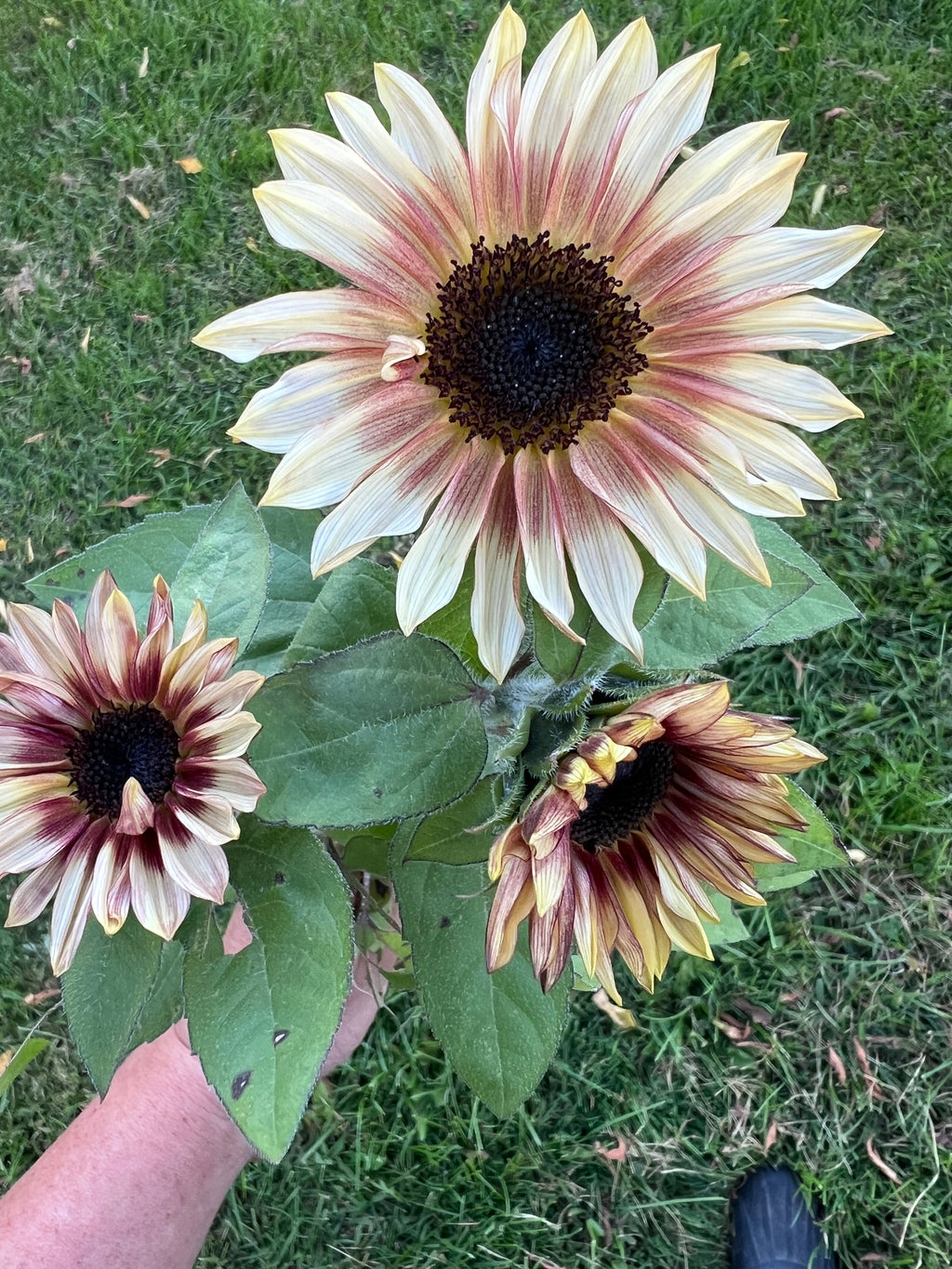 Sunflower - ProCut Red Lemon Bicolor