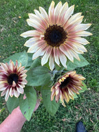 Sunflower - ProCut Red Lemon Bicolor