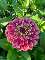 Zinnia - Queeny Lime Red