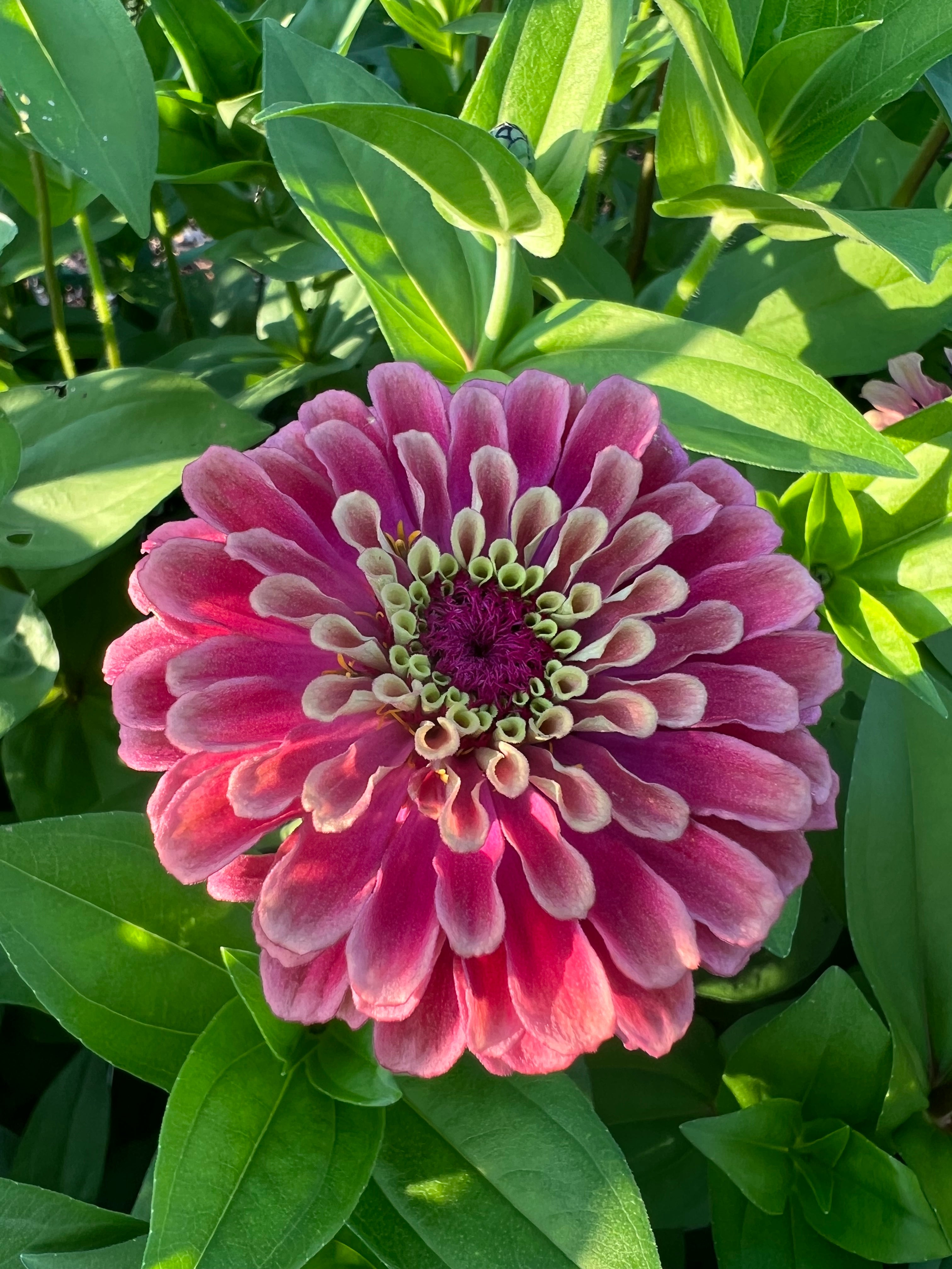 Zinnia - Queeny Lime Red