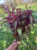 Celosia - Flamingo Purple