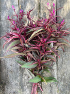 Celosia - Flamingo Purple