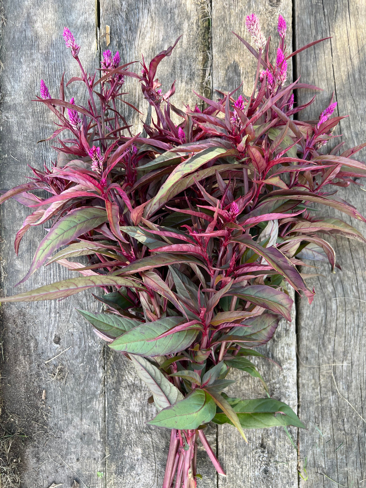 Celosia - Flamingo Purple