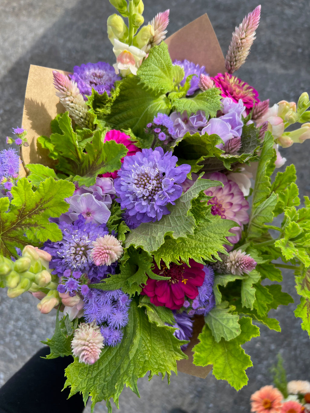 Scabiosa - Oxford Blue