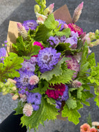 Scabiosa - Oxford Blue