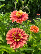 Zinnia - Queeny Lime Red
