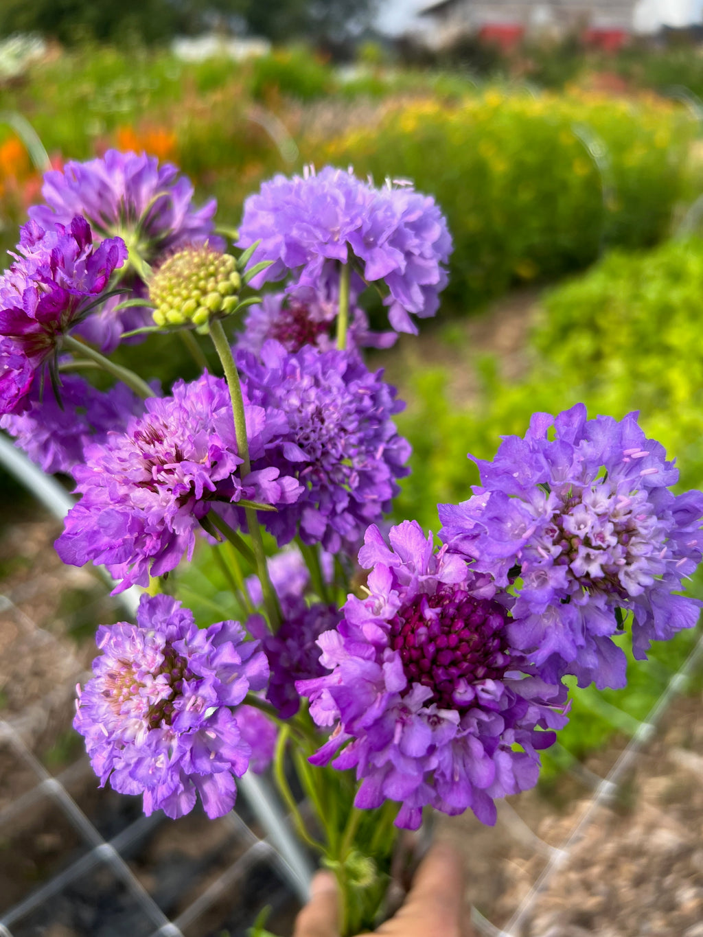 Scabiosa - Oxford Blue