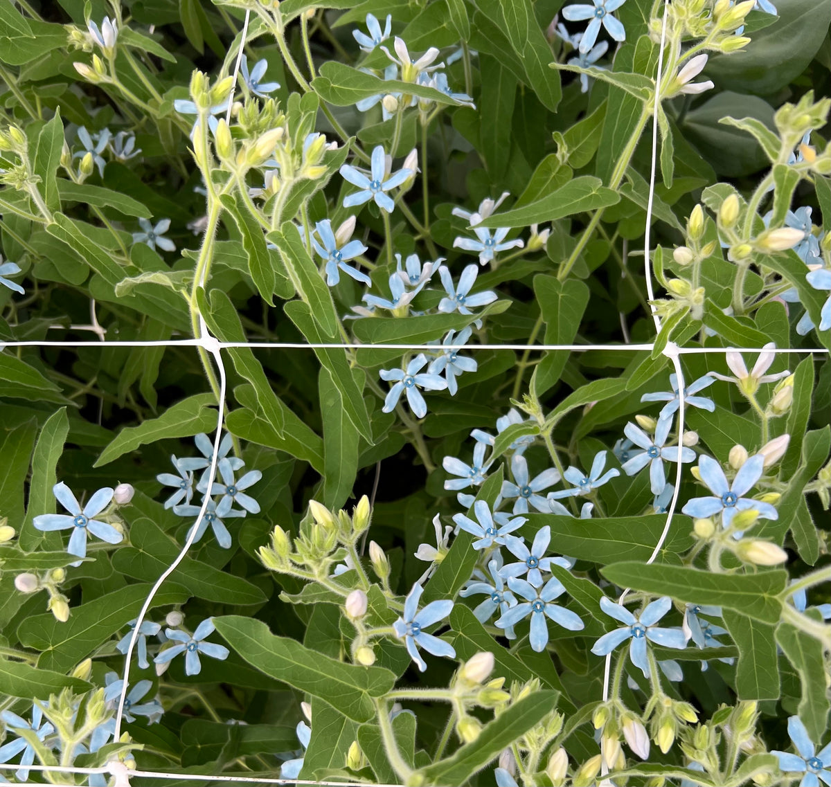 Tweedia - Sky Blue – AG Flower Seeds