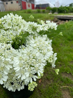 Orlaya - White Finch