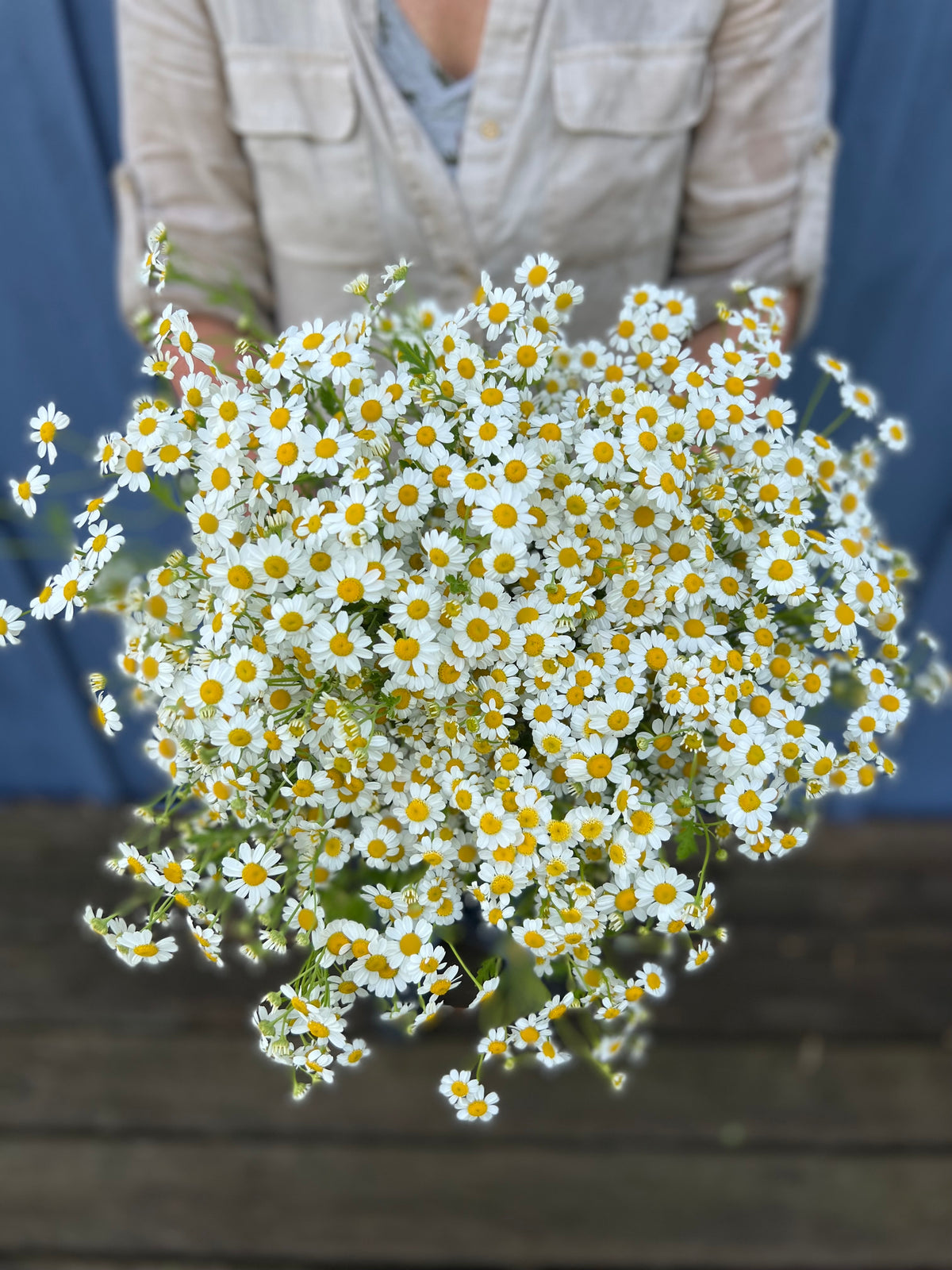 Feverfew - QIS® Tetra White Single