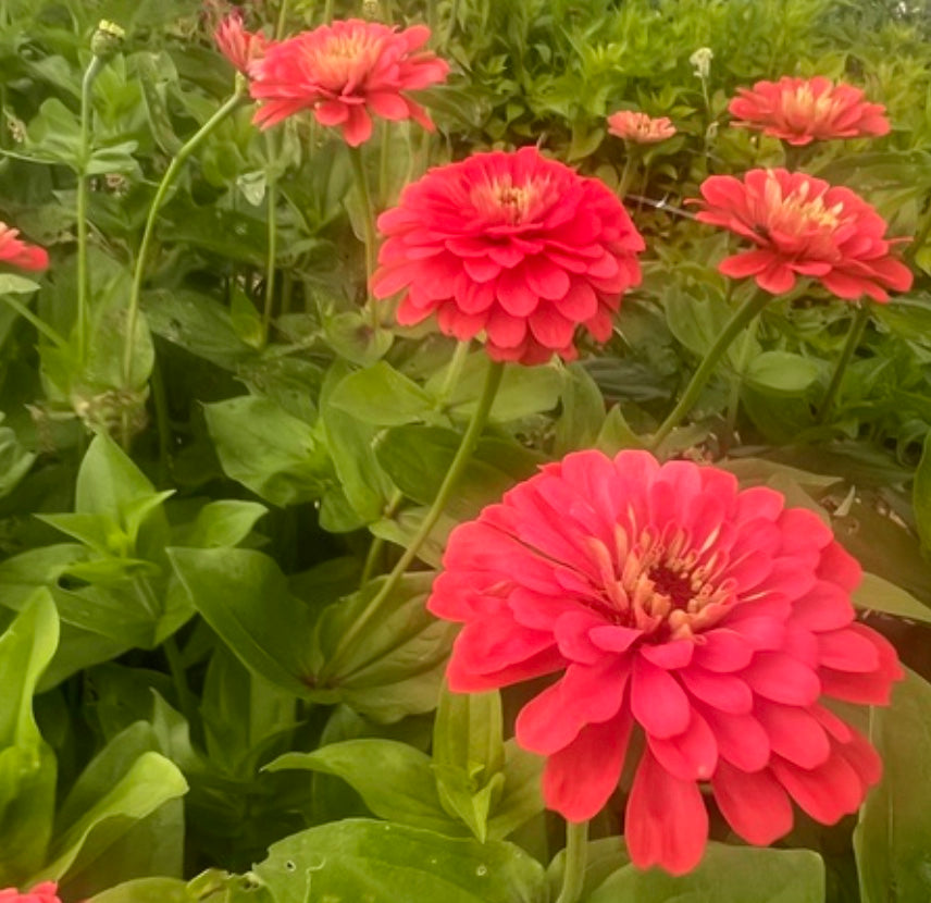 Zinnia - Benary's Giant Coral
