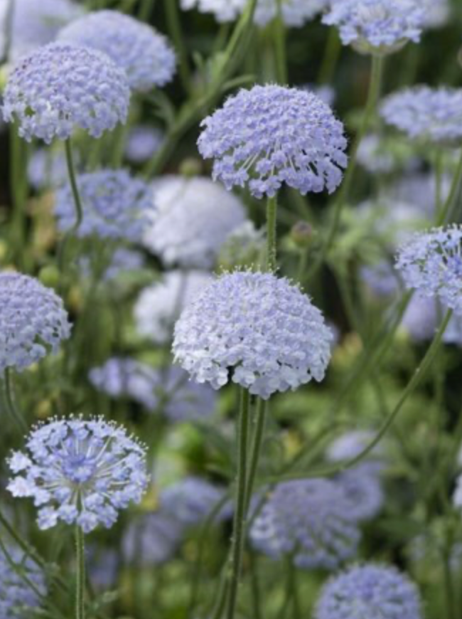 Lace Flower - Lace Blue