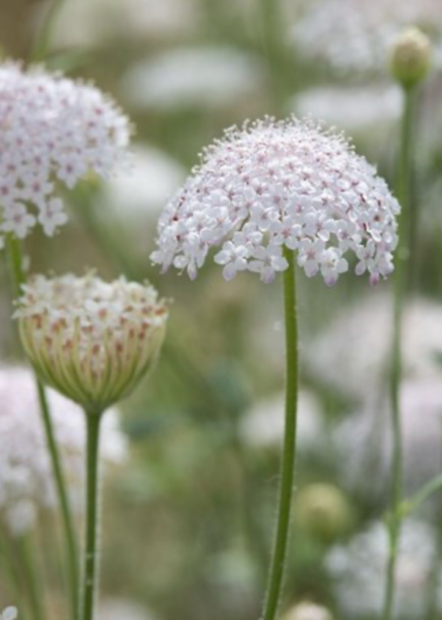 Laceflower - Lace Pink
