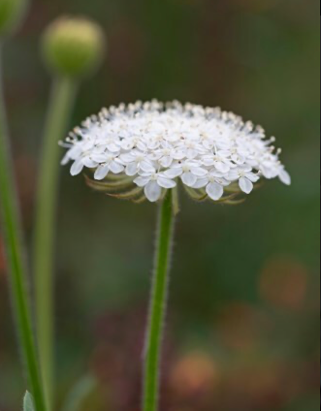Laceflower - Lace White