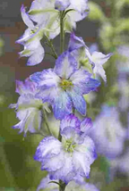 Larkspur - Frosted Skies