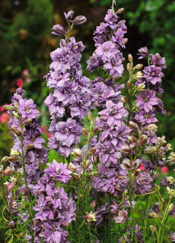 Larkspur - King Size Misty Lavender