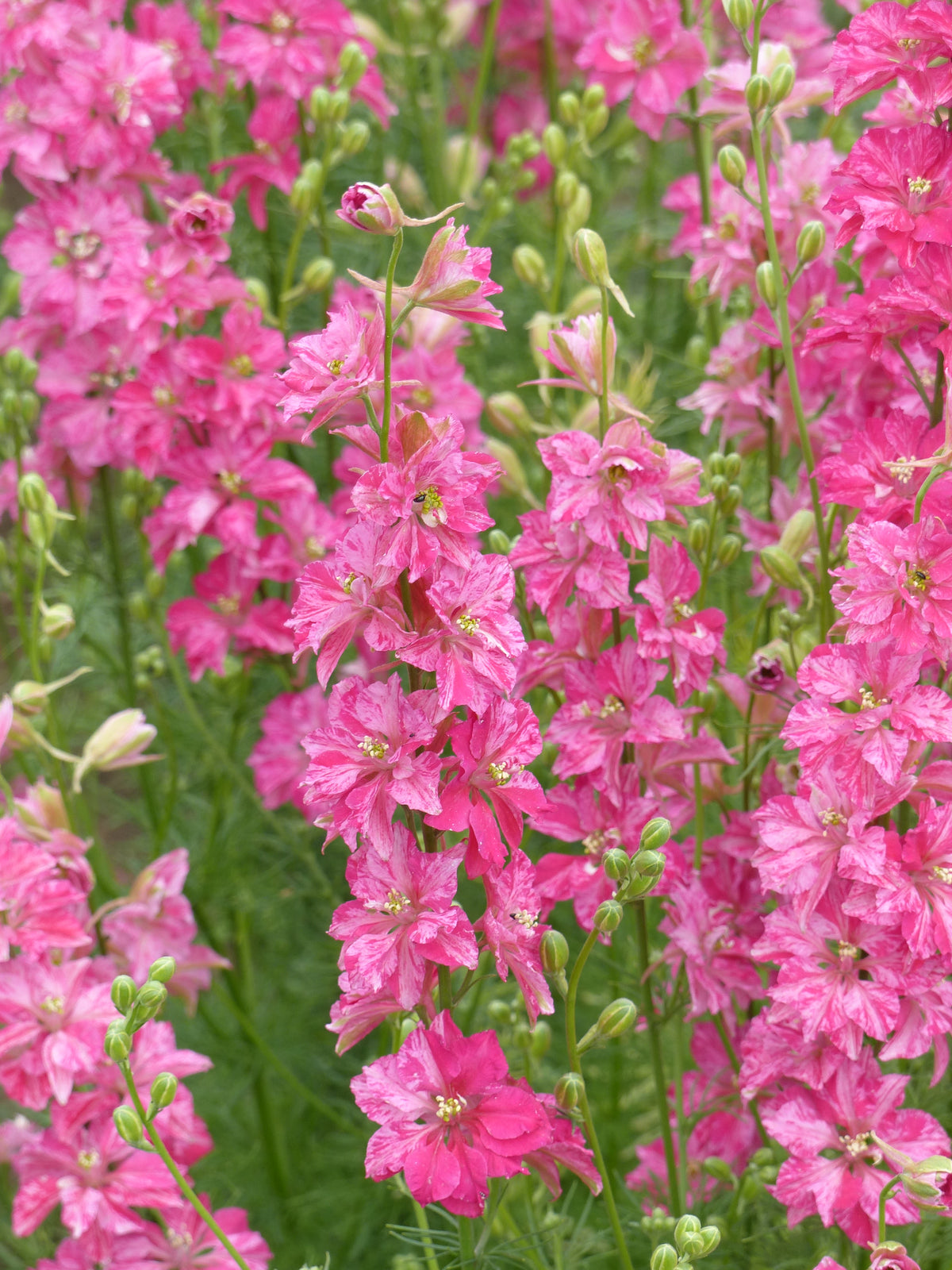 Larkspur - QIS® Carmine