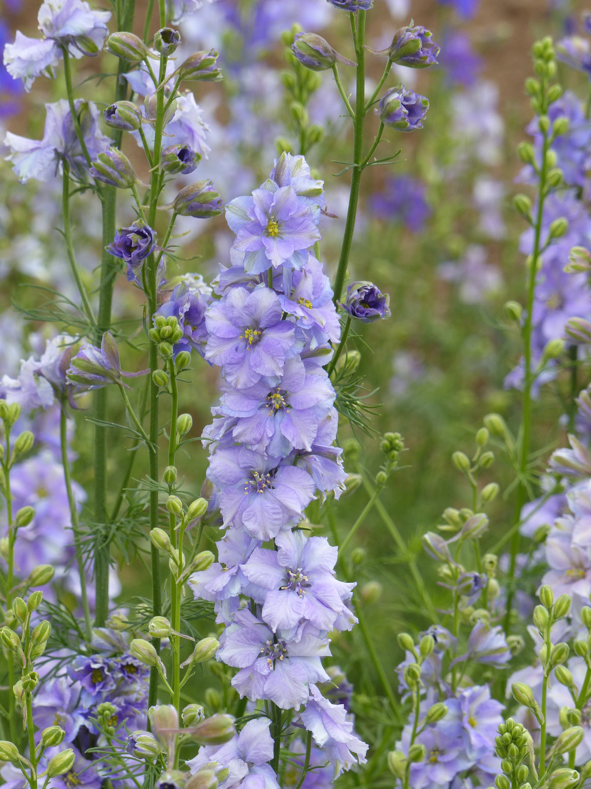Larkspur - QIS® Light Blue