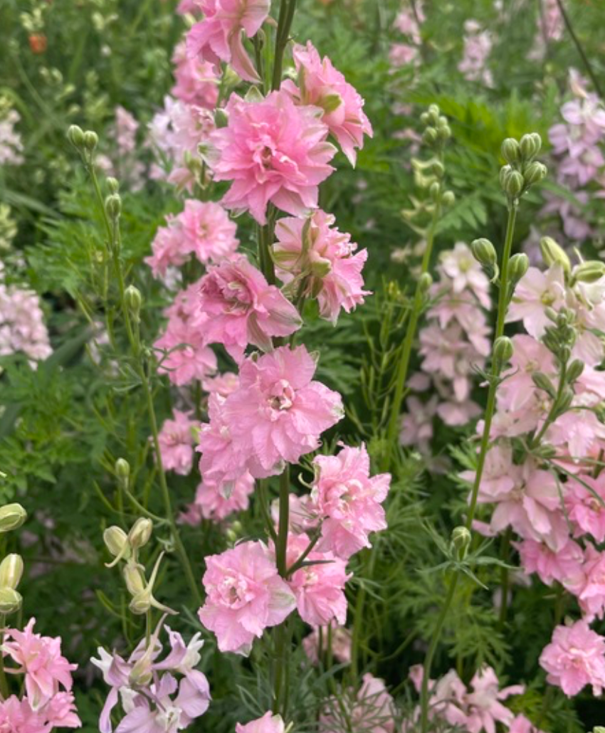 Larkspur - QIS® Light Pink