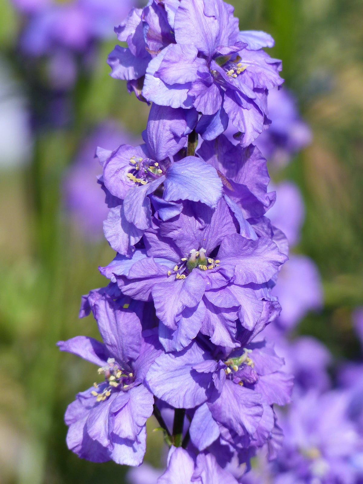 Larkspur - QIS® Lilac