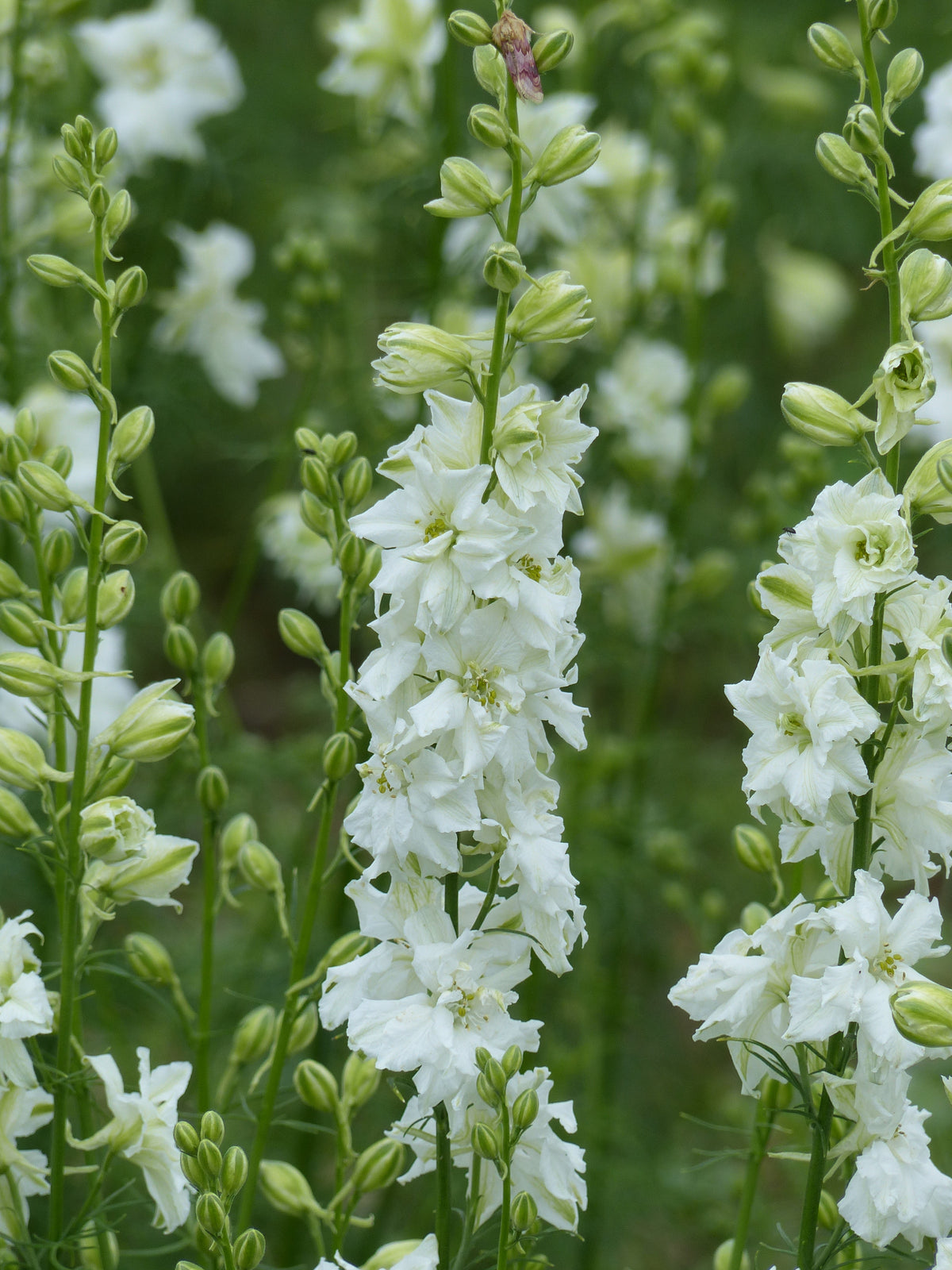 Larkspur - QIS® White