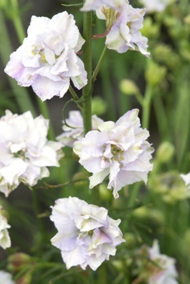 Larkspur - Fancy Smokey Eyes