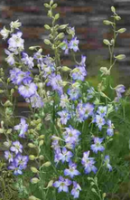 Larkspur - Frosted Skies