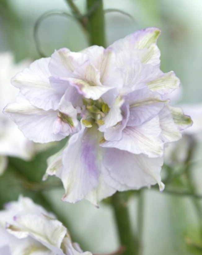 Larkspur - Fancy Smokey Eyes