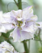 Larkspur - Fancy Smokey Eyes