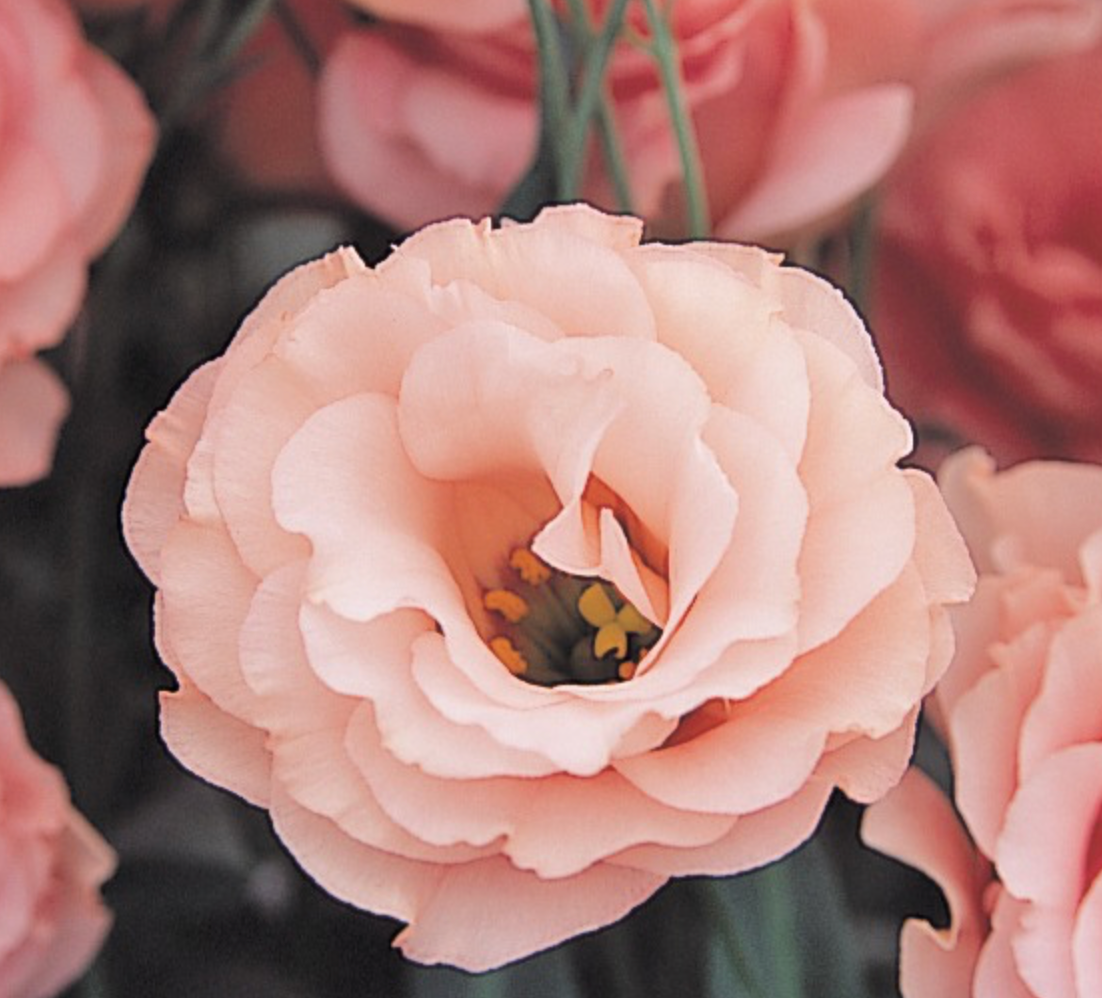 Lisianthus - Arena III Apricot