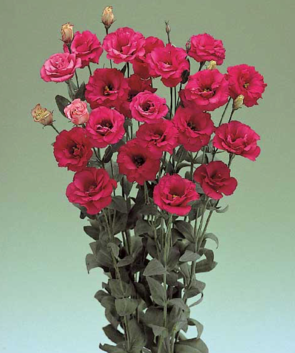Lisianthus - Arena III Red