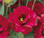 Lisianthus - Arena III Red
