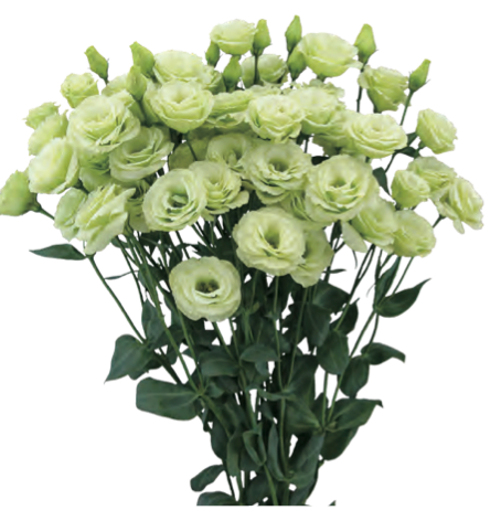 Lisianthus - Arosa II Green