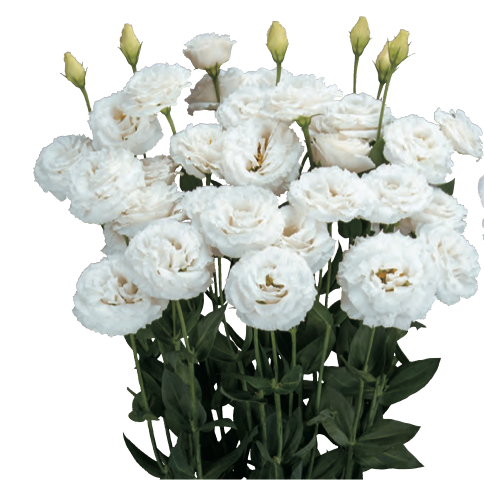 Lisianthus - Arosa II Pure White