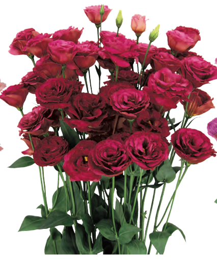 Lisianthus - Arosa III Red