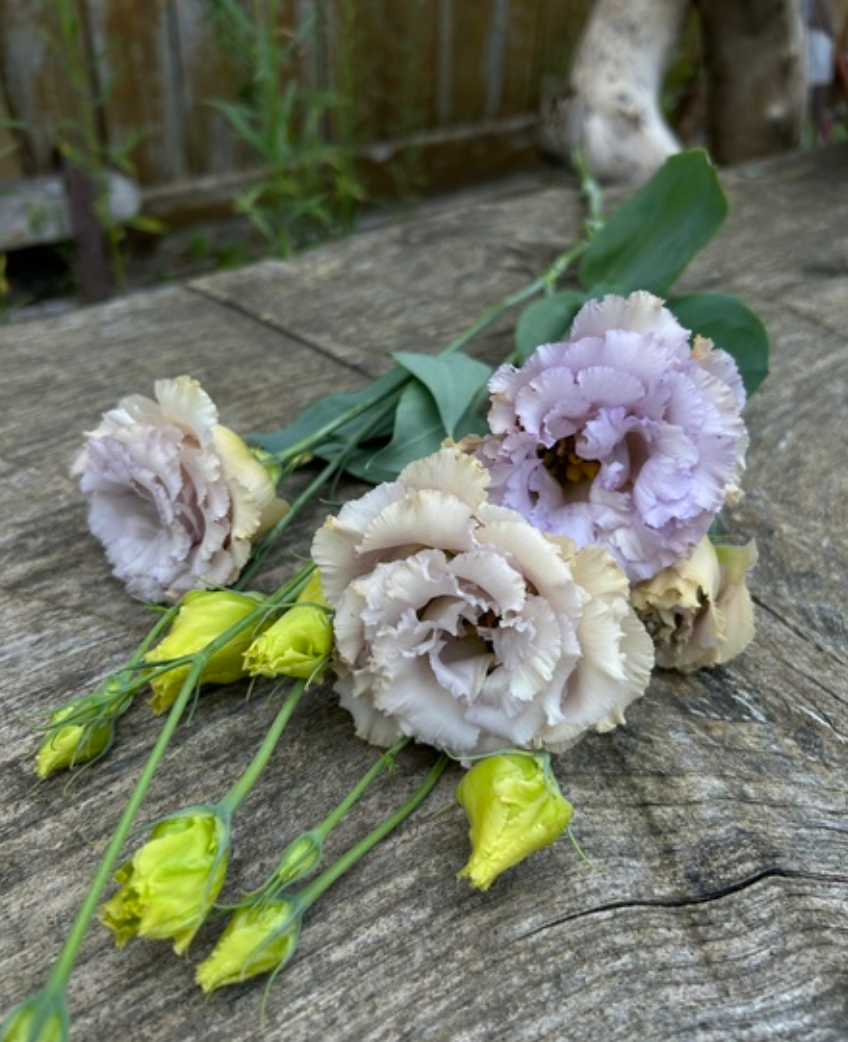 Lisianthus - Blue Chateau