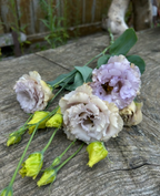 Lisianthus - Blue Chateau