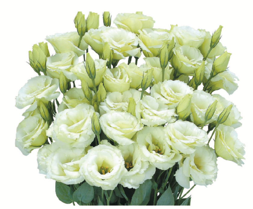 Lisianthus - Bolero Green I