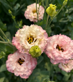 Lisianthus - Celeb II Madonna