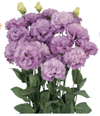 Lisianthus - Celeb II Grape