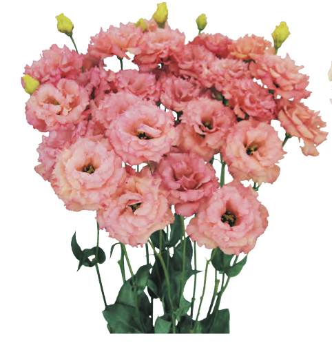 Lisianthus - Celeb II Honey Pink