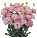 Lisianthus - Celeb II Madonna