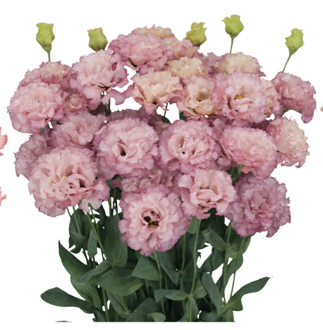 Lisianthus - Celeb II Madonna