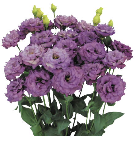 Lisianthus - Celeb II Metallic Blue