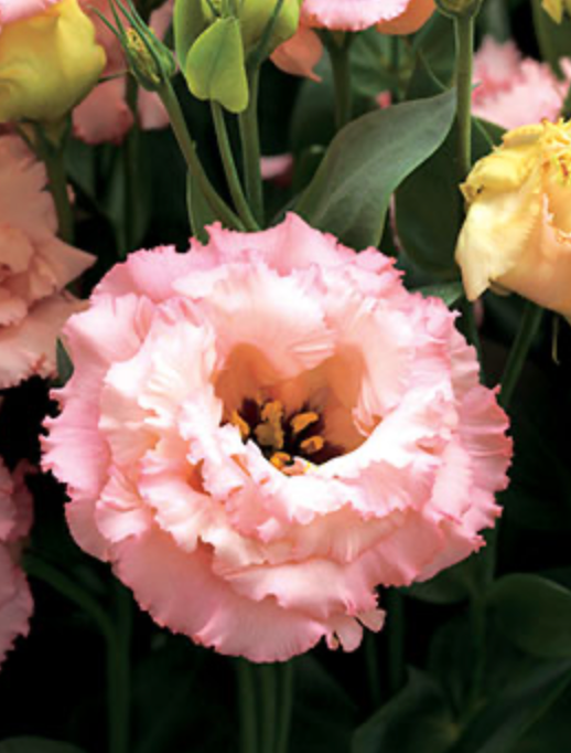 Lisianthus - Corelli III Apricot Gen2
