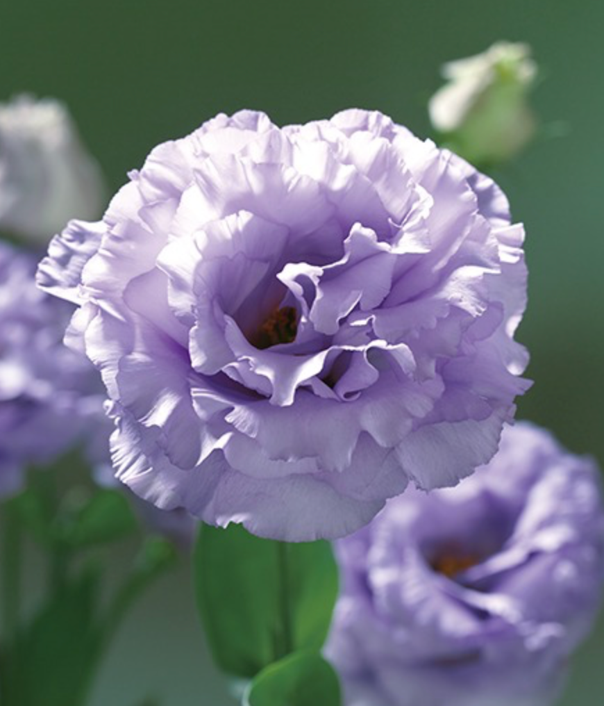 Lisianthus - Corelli II Lavender