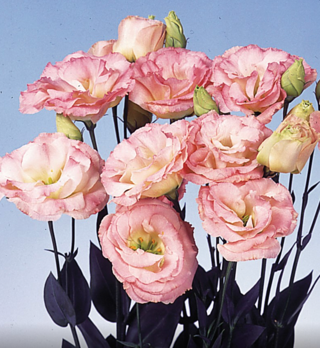 Lisianthus - Echo Champagne