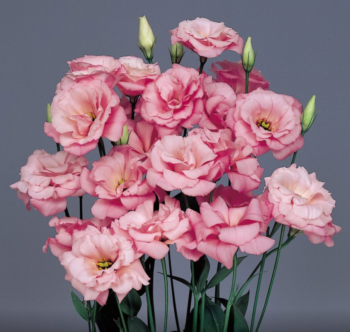 Lisianthus - Echo Pink (I)