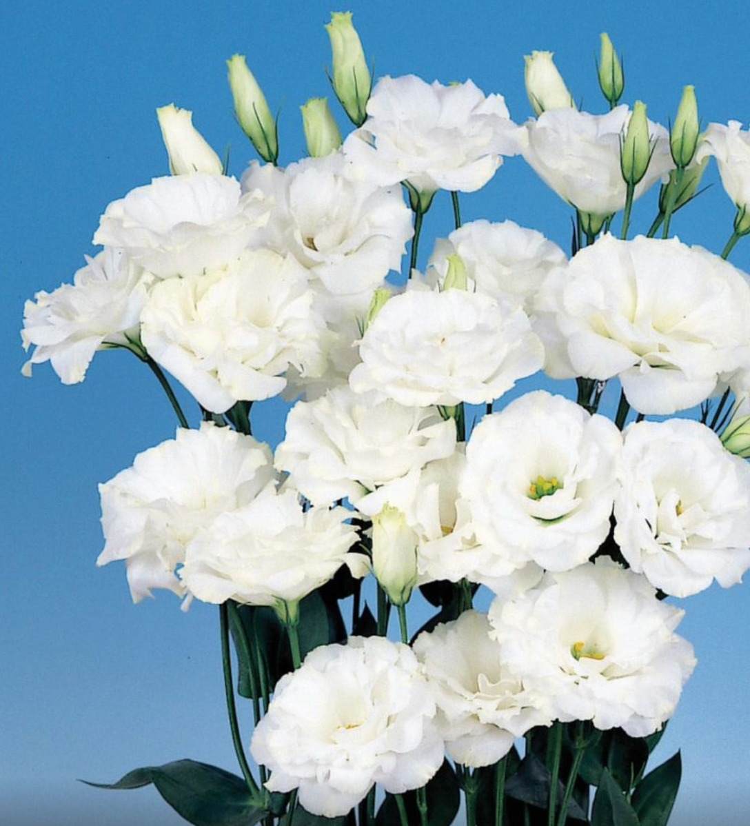 Lisianthus - Echo Pure White