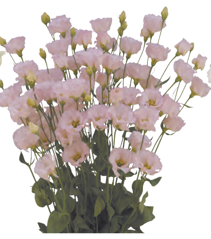 Lisianthus - Feminine